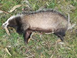 Attēlu rezultāti vaicājumam “Meles meles”