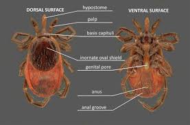 Attēlu rezultāti vaicājumam “Ixodes”