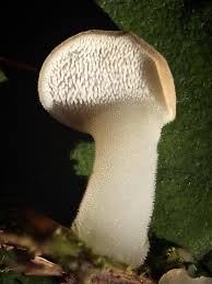 Attēlu rezultāti vaicājumam “Hymenoscyphus fructigenus”