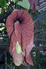 Attēlu rezultāti vaicājumam “Aristolochia durior flower”