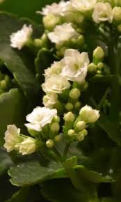 Attēlu rezultāti vaicājumam “Bryum neodamense”