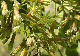 Attēlu rezultāti vaicājumam “Gymnocladus dioicus flower”
