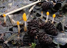 Attēlu rezultāti vaicājumam “Mitrula paludosa”