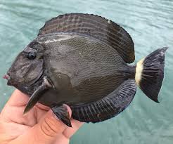 Image result for Acanthurus blochii