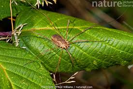 Attēlu rezultāti vaicājumam “Phalangium opilio”