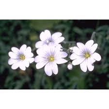 Attēlu rezultāti vaicājumam “Cerastium sylvaticum”