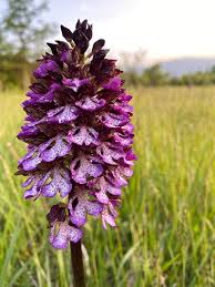 Attēlu rezultāti vaicājumam “Orchis militaris flower”