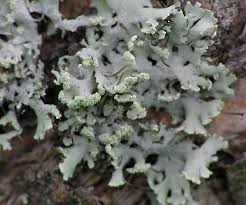 Attēlu rezultāti vaicājumam “Physcia tenella”