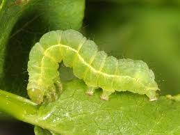 Attēlu rezultāti vaicājumam “Syngrapha interrogationis”