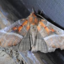 Attēlu rezultāti vaicājumam “Scoliopteryx libatrix”