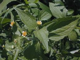 Attēlu rezultāti vaicājumam “Galinsoga quadriradiata leaf”