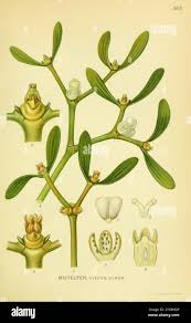 Attēlu rezultāti vaicājumam “Viscum album fruit”