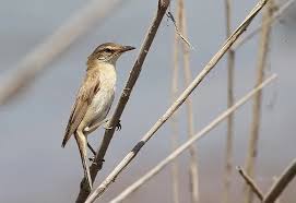 Image result for Acrocephalus aedon