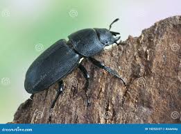 Attēlu rezultāti vaicājumam “Dorcus parallelopipedus”