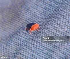 Attēlu rezultāti vaicājumam “Trombidiidae”