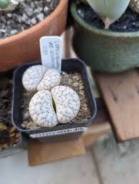 Attēlu rezultāti vaicājumam “Stemonitopsis gracilis macro”