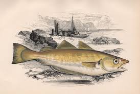 Image result for Merlangius merlangus