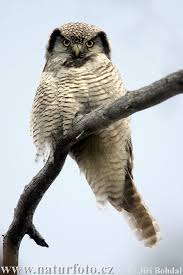 Image result for Surnia ulula