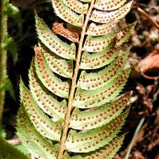 Attēlu rezultāti vaicājumam “Polystichum lonchitis”