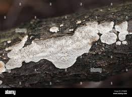 Attēlu rezultāti vaicājumam “Datronia mollis”