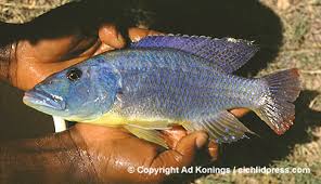 Attēlu rezultāti vaicājumam “Tritomaria exsecta macro”