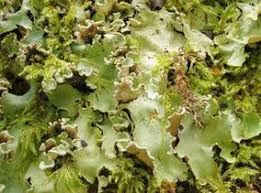 Attēlu rezultāti vaicājumam “Cetrelia sp.”