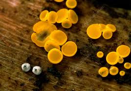 Attēlu rezultāti vaicājumam “Lasiosphaeria ovina spores”