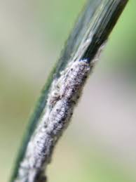 Attēlu rezultāti vaicājumam “Schizolachnus pineti”