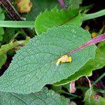Attēlu rezultāti vaicājumam “Verbascum nigrum leaf”