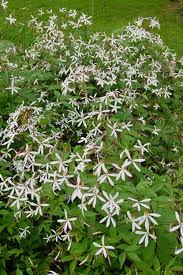 Attēlu rezultāti vaicājumam “Gillenia trifoliata flower”