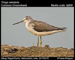 Attēlu rezultāti vaicājumam “Tringa nebularia”