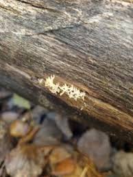 Attēlu rezultāti vaicājumam “Lentaria epichnoa”