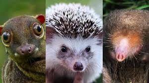 Attēlu rezultāti vaicājumam “Insectivora”