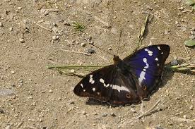 Attēlu rezultāti vaicājumam “Apatura iris male”