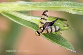 Attēlu rezultāti vaicājumam “Urophora jaceana”