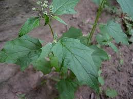 Attēlu rezultāti vaicājumam “Chenopodium acerifolium”