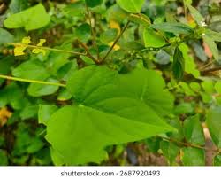 Attēlu rezultāti vaicājumam “Menispermum dauricum leaf”