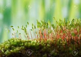 Attēlu rezultāti vaicājumam “Pohlia nutans sporophyte”