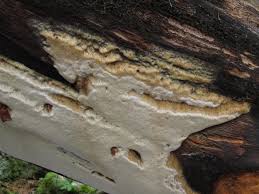 Attēlu rezultāti vaicājumam “Antrodia pulvinascens”