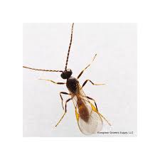 Attēlu rezultāti vaicājumam “Aphis confusa”