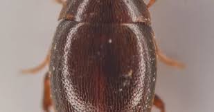 Attēlu rezultāti vaicājumam “Melandryidae”