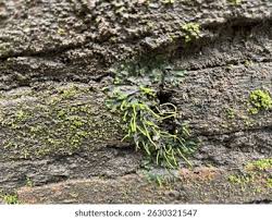 Attēlu rezultāti vaicājumam “Anthocerotopsida”