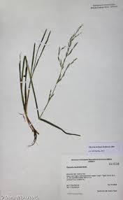 Attēlu rezultāti vaicājumam “Glyceria fluitans leaf”