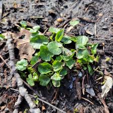 Attēlu rezultāti vaicājumam “Ficaria verna leaf”