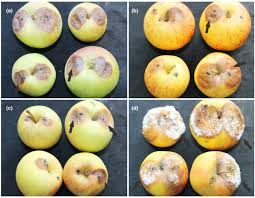 Attēlu rezultāti vaicājumam “Nectria sp., Neonectria sp.”