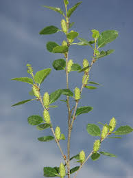 Attēlu rezultāti vaicājumam “Betula humilis”