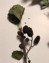 Attēlu rezultāti vaicājumam “Alnus glutinosa fruit”