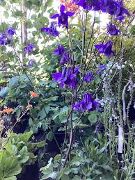 Image result for Akelei