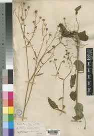 Attēlu rezultāti vaicājumam “Lapsana communis fruit”