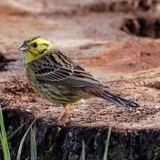 Attēlu rezultāti vaicājumam “Emberiza citrinella adult”